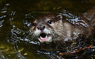 Asian small-clawed otter (Aonyx cinereus)